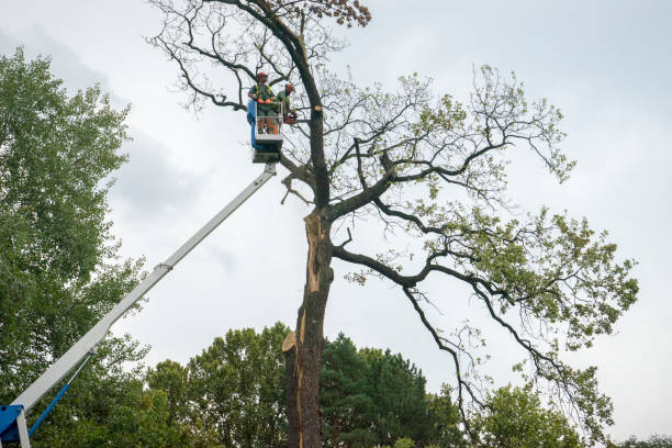 Best Seasonal Cleanup (Spring/Fall)  in Flemington, PA